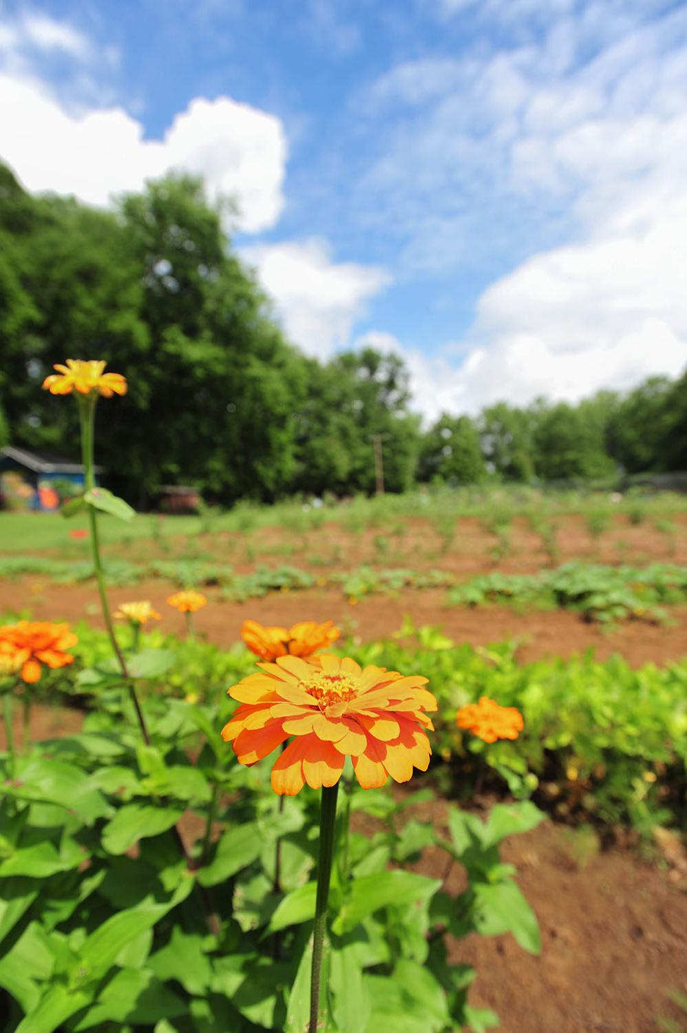 Community Garden